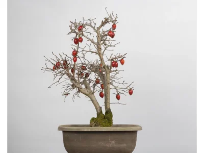 diospyros-kaki-b3453 (2)