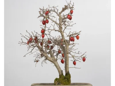 diospyros-kaki-b3453