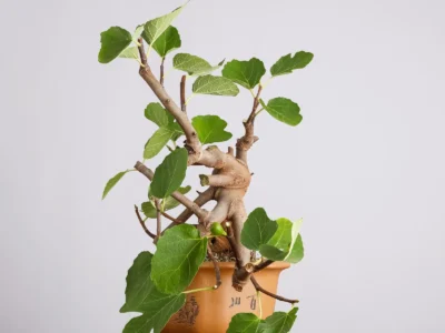 ficus-carica-y0990 (1)