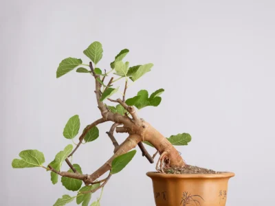 ficus-carica-y0990 (2)