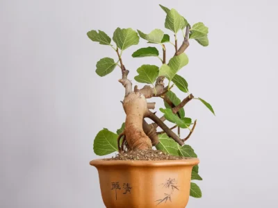 ficus-carica-y0990 (3)