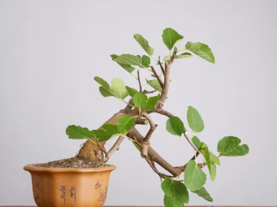 ficus-carica-y0990
