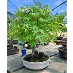 🍁 ACER PALMATUM — AFC:001 - Image 12