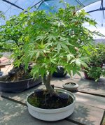 Acer Palmatum - Image 13