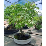 🍁 ACER PALMATUM — AFC:001 - Image 13