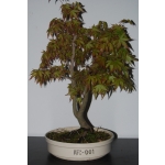 🍁 ACER PALMATUM — AFC:001 - Image 2