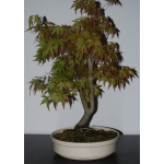 🍁 ACER PALMATUM — AFC:001 - Image 3
