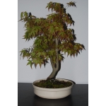 🍁 ACER PALMATUM — AFC:001 - Image 4