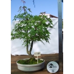 🍁 ACER PALMATUM — AFC:001 - Image 6