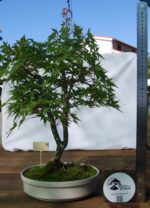 Acer Palmatum - Image 7