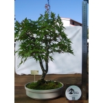 🍁 ACER PALMATUM — AFC:001 - Image 7
