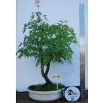 🍁 ACER PALMATUM — AFC:001 - Image 8