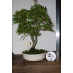🍁 ACER PALMATUM — AFC:001 - Image 9