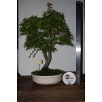 🍁 ACER PALMATUM — AFC:001 - Image 10