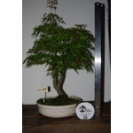 🍁 ACER PALMATUM — AFC:001 - Image 11