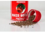 RHIZA BONSAI - Image 3