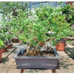 Oliveira Valsa | Olea europaea—AFP:002 - Image 12