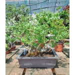 Oliveira Valsa | Olea europaea—AFP:002 - Image 13