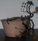 Prunus Granatum - Image 2