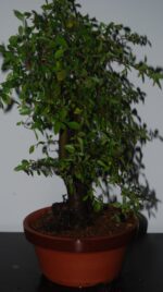 Ulmeiro 6 Anos - Image 2