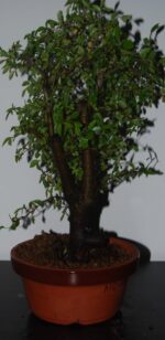 Ulmeiro 6 Anos - Image 3