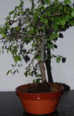 Ulmeiro 6 anos - Image 4