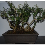 Oliveira Valsa | Olea europaea—AFP:002 - Image 2