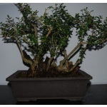 Oliveira Valsa | Olea europaea—AFP:002 - Image 3