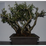 Oliveira Valsa | Olea europaea—AFP:002 - Image 4