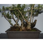 Oliveira Valsa | Olea europaea—AFP:002 - Image 5
