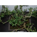 Oliveira Valsa | Olea europaea—AFP:002 - Image 6