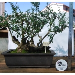 Oliveira Valsa | Olea europaea—AFP:002