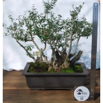 Oliveira Valsa | Olea europaea—AFP:002 - Image 7