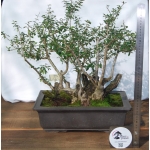 Oliveira Valsa | Olea europaea—AFP:002 - Image 8