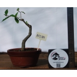🌳 Romãzeira — Punica granatum | 6 anos | AFC:004