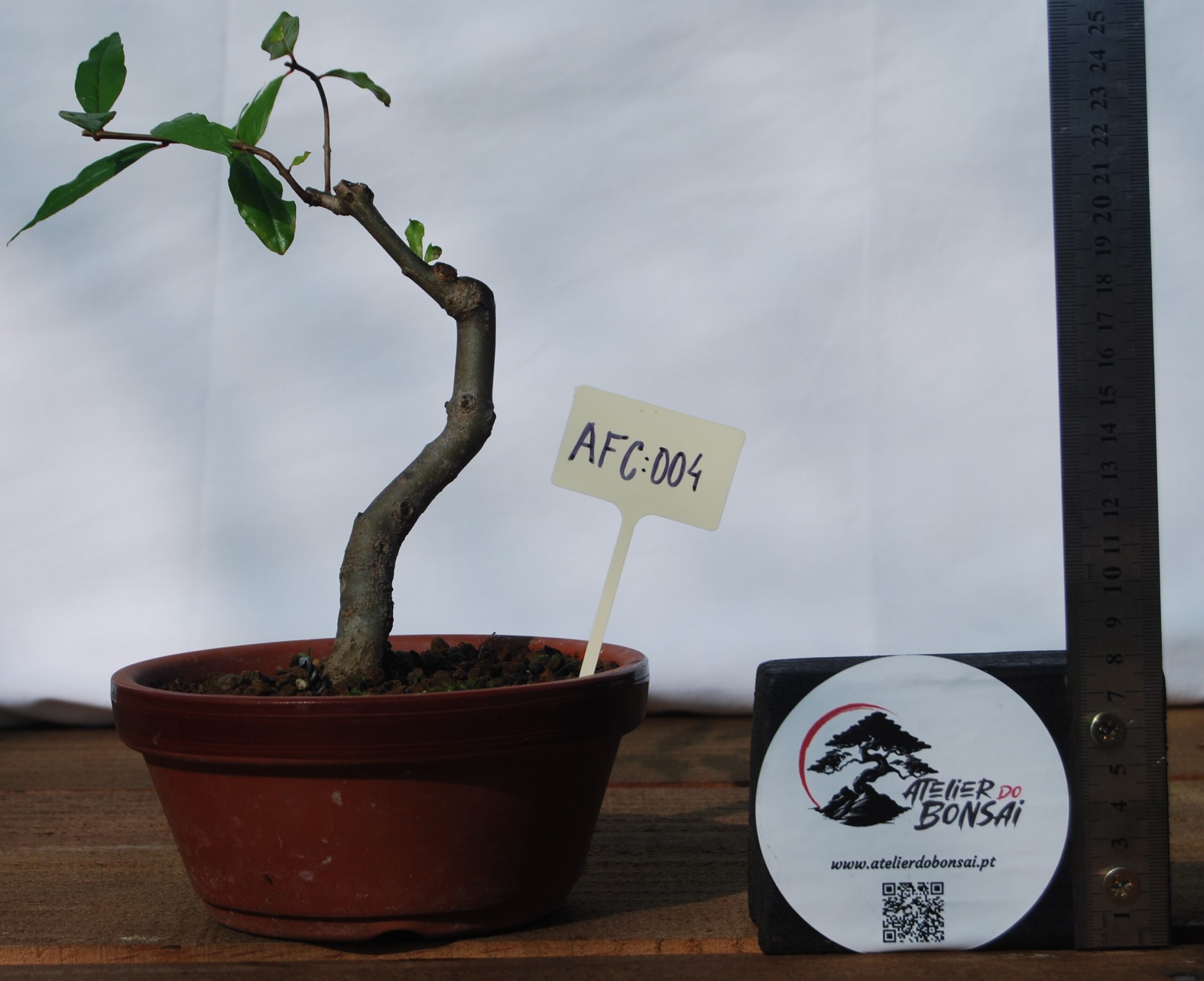 DSC_0168 Prunus Granatum 4 Anos - Image 1