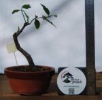 Prunus Granatum 4 Anos - Image 2