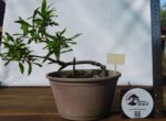 Prunus Granatum - Image 7