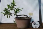 Prunus Granatum - Image 8