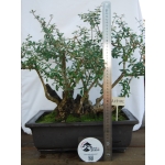 Oliveira Valsa | Olea europaea—AFP:002 - Image 10