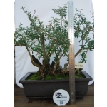 Oliveira Valsa | Olea europaea—AFP:002 - Image 11