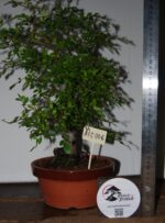 Ulmeiro 6 Anos - Image 6