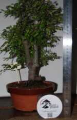 Ulmeiro 6 Anos - Image 8