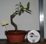 Prunus Granatum 4 Anos - Image 5