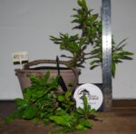 Prunus Granatum - Image 9