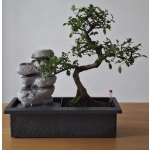 Bonsai Sistema Easy Care - Image 2