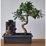 Bonsai Sistema Easy Care - Image 3