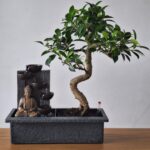 Bonsai Sistema Easy Care