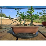 Zelkova serrata — Estilo Valsa | 3 Árvores | 29 cm