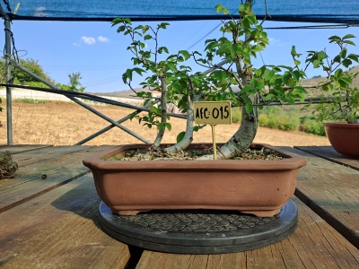 Zelkova serrata — Estilo Valsa | 3 Árvores | 29 cm